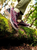 Merrell Siren Edge 3 WP - Burgundy